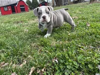 Darci, a female English Bulldog for sale in Ball Ground, GA – Photo 5 of 5