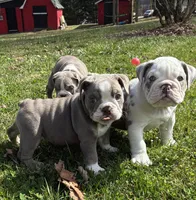 Darci, a female English Bulldog for sale in Ball Ground, GA – Photo 2 of 5