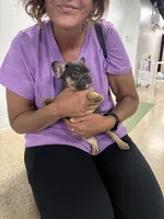 Half Pint, a male French Bulldog for sale in Ball Ground, GA – 5 of 6