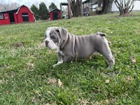 Maci, a female English Bulldog for sale in Ball Ground, GA – Photo 6 of 6