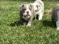 Maci, a female English Bulldog for sale in Ball Ground, GA – Photo 3 of 6