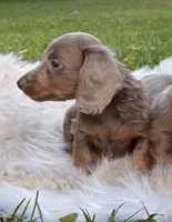 Poppy, a female Miniature Dachshund for sale in Ball Ground, GA – 5 of 5