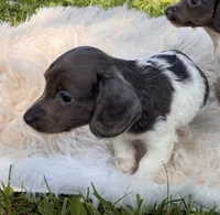 Moon star , a female Miniature Dachshund for sale in Ball Ground, GA – 4 of 5