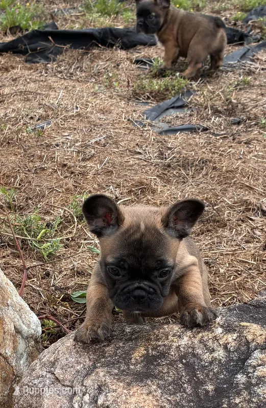 Porcia – French Bulldog puppy for sale in Ball Ground, GA