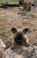 Porcia, a female French Bulldog for sale in Ball Ground, GA – 1 of 3