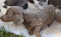 Poppy, a female Miniature Dachshund for sale in Ball Ground, GA – 3 of 5