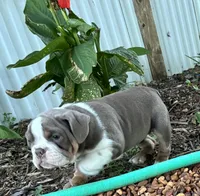 Gurty, a female English Bulldog for sale in Ball Ground, GA – 2 of 5