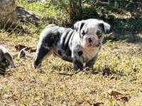 Sonny, a male English Bulldog for sale in Ball Ground, GA – 4 of 5