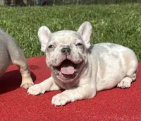 Putina, a female French Bulldog for sale in Ball Ground, GA – Photo 2 of 6
