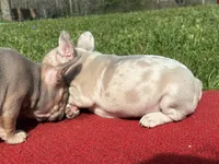Putina, a female French Bulldog for sale in Ball Ground, GA – Photo 4 of 6