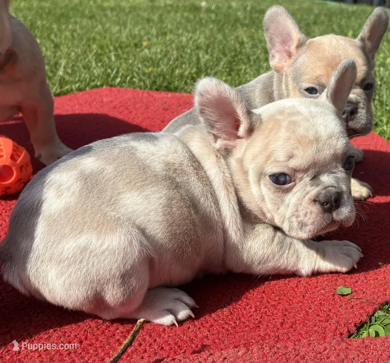 Putina, a female French Bulldog for sale in Ball Ground, GA – Photo 1 of 6