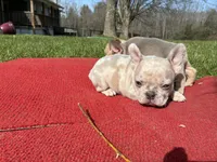 Putina, a female French Bulldog for sale in Ball Ground, GA – Photo 6 of 6