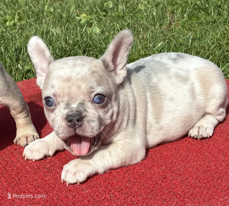 Putina – French Bulldog puppy for sale in Ball Ground, GA