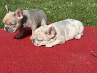 Putina, a female French Bulldog for sale in Ball Ground, GA – Photo 5 of 6