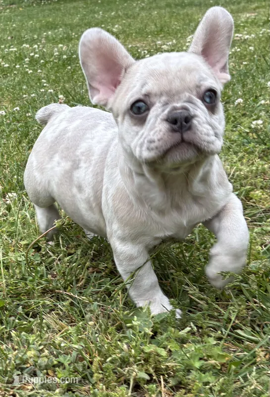 Putina – French Bulldog puppy for sale in Ball Ground, GA