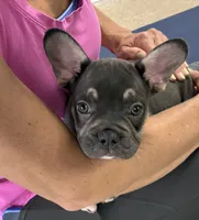 Bodey, a male French Bulldog for sale in Ball Ground, GA – 2 of 5