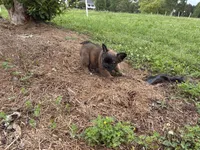 Sara Lee, a female French Bulldog for sale in Ball Ground, GA – 3 of 4
