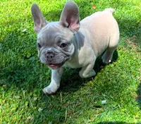 Jessy, a female French Bulldog for sale in Ball Ground, GA – 2 of 4