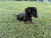 Raven, a female Miniature Dachshund for sale in Ball Ground, GA – 5 of 5