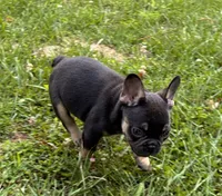Half Pint, a male French Bulldog for sale in Ball Ground, GA – 3 of 6