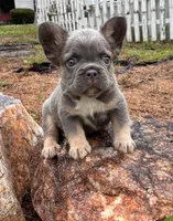 Balue Bate, a female French Bulldog for sale in Ball Ground, GA – 2 of 6