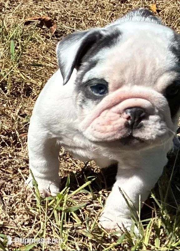 Daisy, a female English Bulldog for sale in Ball Ground, GA – 1 of 5