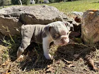 Pippi, a female English Bulldog for sale in Ball Ground, GA – 4 of 4