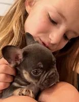 Half Pint, a male French Bulldog for sale in Ball Ground, GA – 2 of 6