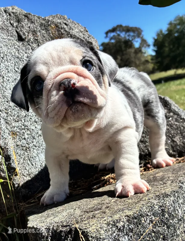Daisy – English Bulldog puppy for sale in Ball Ground, GA