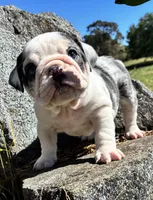 Daisy, a female English Bulldog for sale in Ball Ground, GA – 4 of 5