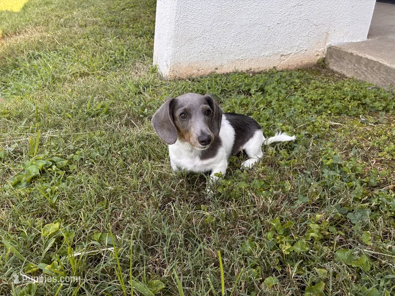 Moon star  – Miniature Dachshund puppy for sale in Ball Ground, GA