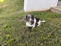 Moon star , a female Miniature Dachshund for sale in Ball Ground, GA – 1 of 7