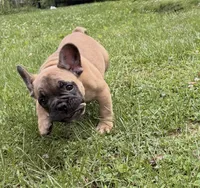 Cyris, a male French Bulldog for sale in Ball Ground, GA – 1 of 4