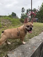 Chennel, a female French Bulldog for sale in Ball Ground, GA – 1 of 6