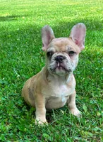 Chennel, a female French Bulldog for sale in Ball Ground, GA – 3 of 6