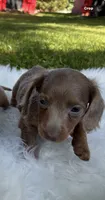 Penny, a female Miniature Dachshund for sale in Ball Ground, GA – 3 of 5