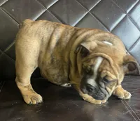 Otis, a male English Bulldog for sale in Ball Ground, GA – Photo 1 of 4