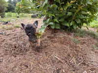 Porcia, a female French Bulldog for sale in Ball Ground, GA – 3 of 3