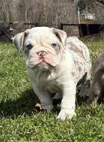 Mack, a male English Bulldog for sale in Ball Ground, GA – Photo 4 of 7