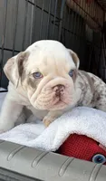 Mack, a male English Bulldog for sale in Ball Ground, GA – Photo 1 of 7