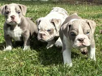 Mack, a male English Bulldog for sale in Ball Ground, GA – Photo 5 of 7