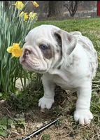 Mack, a male English Bulldog for sale in Ball Ground, GA – Photo 2 of 7