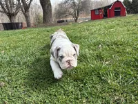 Mack, a male English Bulldog for sale in Ball Ground, GA – Photo 6 of 7