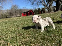 Mack, a male English Bulldog for sale in Ball Ground, GA – Photo 7 of 7
