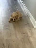 Freya, a female Golden Retriever for sale in Knoxville, TN – 3 of 3