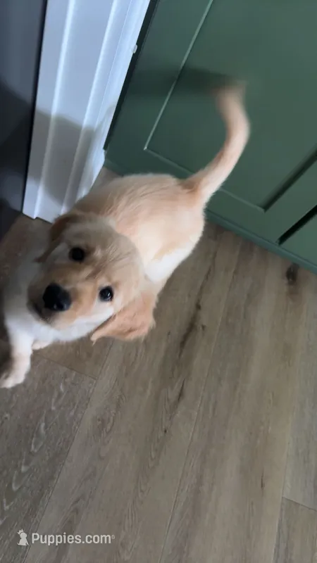 Freya – Golden Retriever puppy for sale in Knoxville, TN