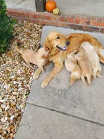 Penelope, a female Golden Retriever for sale in Barrington, IL – 7 of 8