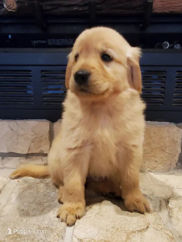 Annabelle – Golden Retriever puppy for sale in Barrington, IL