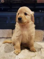 Annabelle, a female Golden Retriever for sale in Barrington, IL – 1 of 8