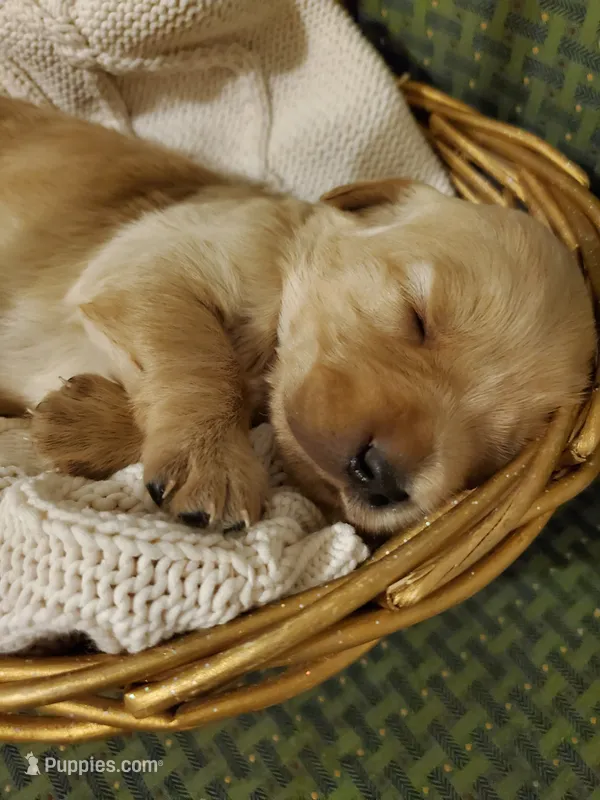 Milo  – Golden Retriever puppy on hold in Barrington, IL